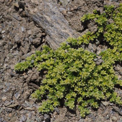 Herniaria alpina Chaix, © Copyright 2018 Michael Jutzi
 – Trift, Zermatt VS