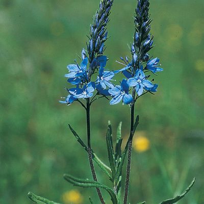 Veronica austriaca L., © 2022, Konrad Lauber – Flora Helvetica – Haupt Verlag