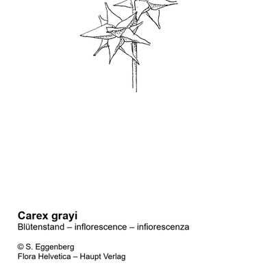 Carex grayi Carey, 7 January 2021, © 2022, Stefan Eggenberg – Flora Vegetativa - Haupt Verlag