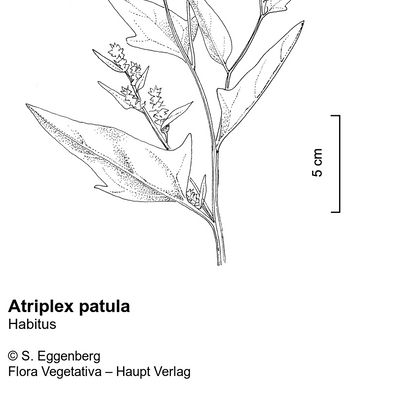 Atriplex patula L., © 2022, Stefan Eggenberg – Flora Vegetativa © Haupt Verlag