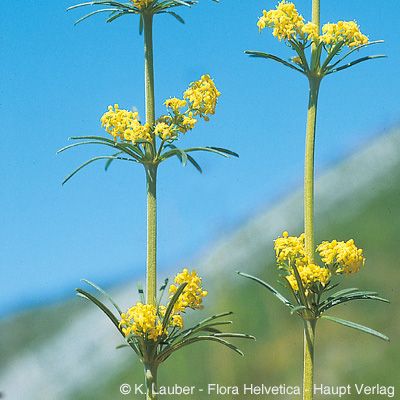 Galium verum subsp. wirtgenii (F. W. Schultz) Oborny, © 2022, Konrad Lauber – Flora Helvetica – Haupt Verlag