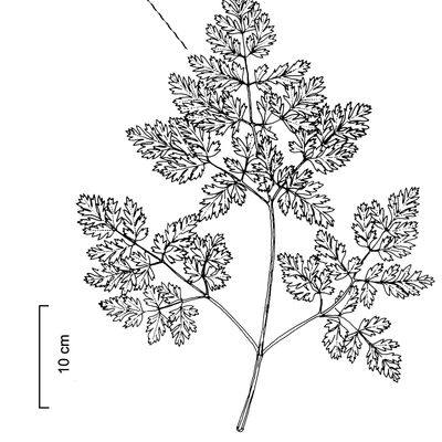 Conium maculatum L., 12 January 2023, © 2022, Stefan Eggenberg – Flora Vegetativa © Haupt Verlag