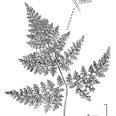 Cystopteris montana (Lam.) Desv., © 2022, Stefan Eggenberg – Flora Vegetativa - Haupt Verlag