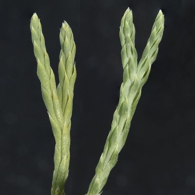 Diphasiastrum ×oellgaardii Stoor & al., 8 August 2019, © Copyright Françoise Alsaker