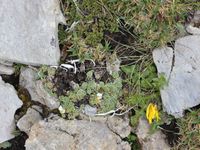 4/6 - © 2012, Patrice Prunier – III.3.1.1.3 - Crepidetum terglouensis, Plattenspitze Obertauern AU-St