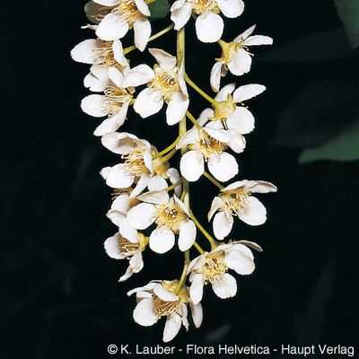 Prunus padus L. subsp. padus, © 2022, Konrad Lauber – Flora Helvetica – Haupt Verlag
