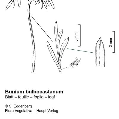 Bunium bulbocastanum L., 12 January 2023, © 2022, Stefan Eggenberg – Flora Vegetativa © Haupt Verlag