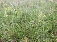 5/7 - © 2014, Patrice Prunier – II.2.3.1.5 - Schoenetum ferruginei, Sentier Rocheray CH-Vd