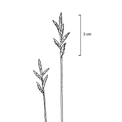 Carex brizoides L., 7 January 2021, © 2022, Stefan Eggenberg – Flora Vegetativa - Haupt Verlag