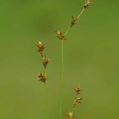 Carex echinata Murray, © Copyright Christophe Bornand