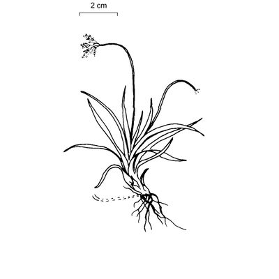 Carex ornithopodioides Hausm., 7 January 2021, © 2022, Sacha Wettstein – Flora Vegetativa - Haupt Verlag