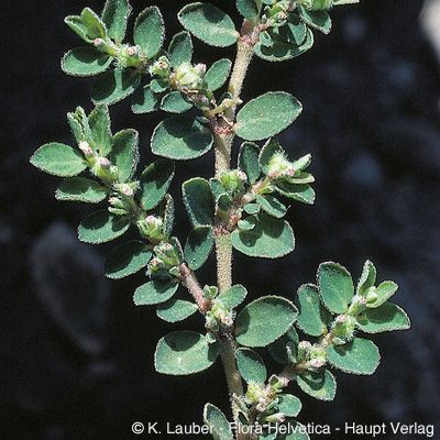 Euphorbia prostrata Aiton, © 2022, Konrad Lauber – Flora Helvetica – Haupt Verlag