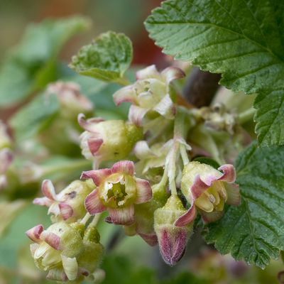 Ribes nigrum L., 3 May 2016, © Copyright Françoise Alsaker – Grossulariaceae