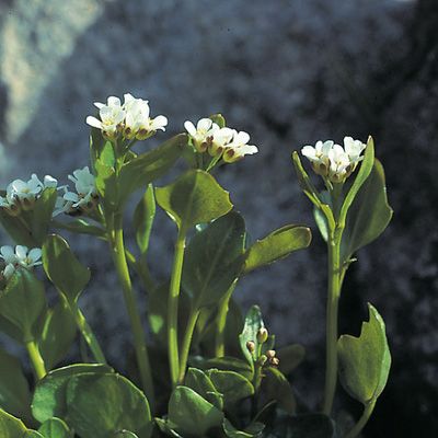 Cardamine alpina Willd., © 2022, Konrad Lauber – Flora Helvetica – Haupt Verlag