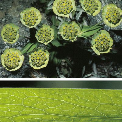 Bupleurum stellatum L., © 2022, Konrad Lauber – Flora Helvetica – Haupt Verlag