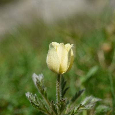 Pulsatilla alpina subsp. apiifolia (Scop.) Nyman, © 2022, Philippe Juillerat – Camoghè