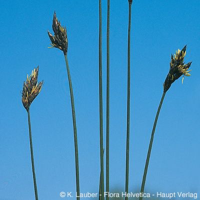 Carex praecox Schreb., © 2022, Konrad Lauber – Flora Helvetica – Haupt Verlag