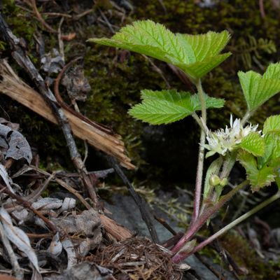 Rubus saxatilis L., 22 May 2019, © Copyright Françoise Alsaker – Rosaceae