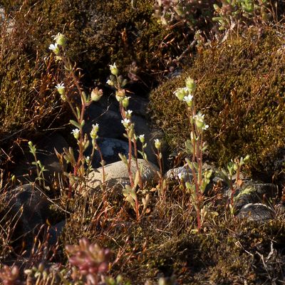 Saxifraga tridactylites L., 23 April 2015, © Copyright Françoise Alsaker – Saxifragaceae