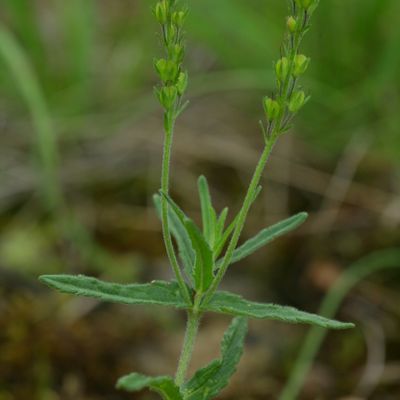 Veronica orsiniana Ten., © Copyright Christophe Bornand