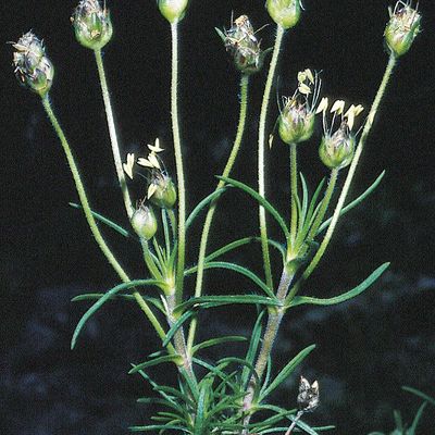 Plantago sempervirens Crantz, © 2022, Konrad Lauber – Flora Helvetica – Haupt Verlag