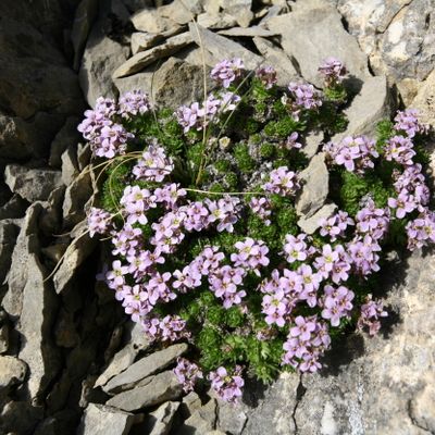 Petrocallis pyrenaica (L.) R. Br., © Copyright Christophe Bornand