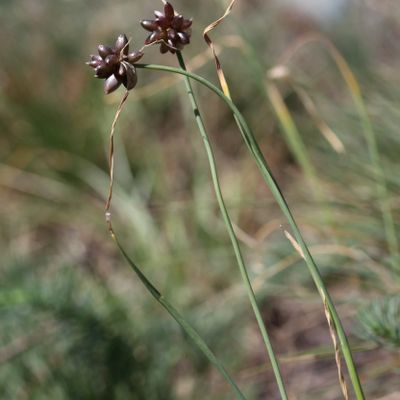 Allium oleraceum L., © 2022, Hugh Knott – Zermatt