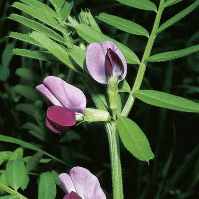 Vicia sativa L. subsp. sativa, © 2022, Konrad Lauber – Flora Helvetica – Haupt Verlag