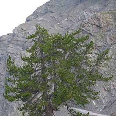 Pinus mugo subsp. uncinata (DC.) Domin, © 2007, Beat Bäumler – Sanetsch (VS)