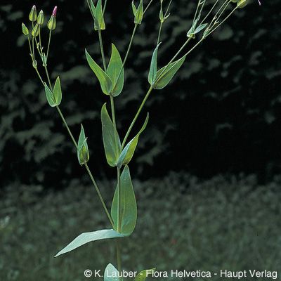 Vaccaria hispanica (Mill.) Rauschert, © 2022, Konrad Lauber – Flora Helvetica – Haupt Verlag