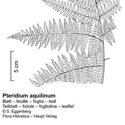 Pteridium aquilinum (L.) Kuhn, 23 October 2022, © 2022, Stefan Eggenberg – Flora Vegetativa - Haupt Verlag