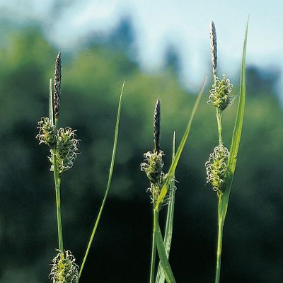 Carex hostiana DC., © 2022, Konrad Lauber – Flora Helvetica – Haupt Verlag