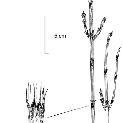 Equisetum ×trachyodon A. Braun, © 2022, Stefan Eggenberg – Flora Vegetativa - Haupt Verlag