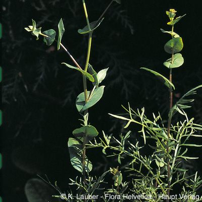 Lepidium perfoliatum L., © 2022, Konrad Lauber – Flora Helvetica – Haupt Verlag