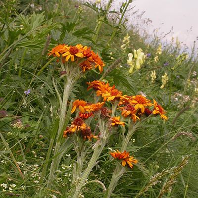 Tephroseris capitata (Wahlenb.) Griseb. & Schenk, © 2007, Adrian Möhl – Axalphorn