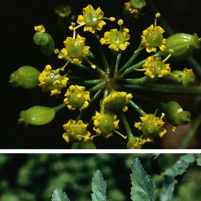Pastinaca sativa subsp. urens (Godr.) Čelak., © 2022, Konrad Lauber – Flora Helvetica – Haupt Verlag