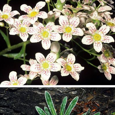 Saxifraga hostii subsp. rhaetica (A. Kern.) Braun-Blanq., © 2022, Konrad Lauber – Flora Helvetica – Haupt Verlag