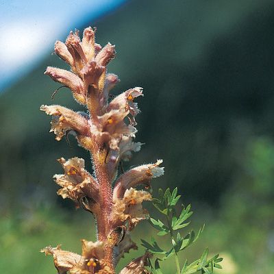 Orobanche alsatica subsp. libanotidis (Rupr.) Tzvelev, © 2022, Konrad Lauber – Flora Helvetica – Haupt Verlag