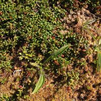 5/22 - © Copyright 2015 Patrice Prunier – VI.2.1.2.1 - Empetro hermaphroditi-Sphagnetum fusci, Grimsel CH-VS