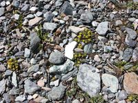 1/3 - © Copyright 2013 Patrice Prunier – III.3.1.2.1 - Drabo hoppeanae-Saxifragetum rudolphianae, Zermatt CH-VS