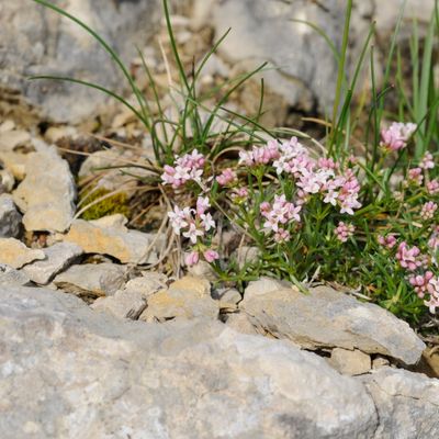 Asperula neilreichii Beck, © 2022, Philippe Juillerat – Hasenmatt