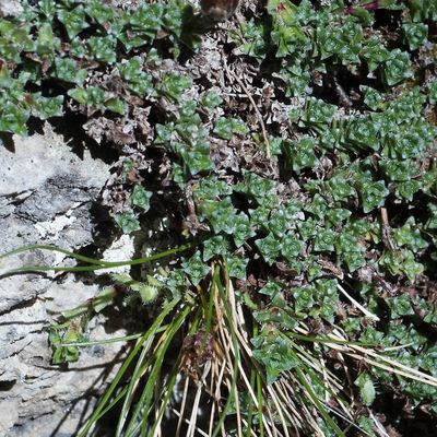 Saxifraga oppositifolia L. subsp. oppositifolia, 23 June 2016, © Copyright Françoise Alsaker – 293 Saxifraga oppositifolia Gegenblättriger Steinbrech