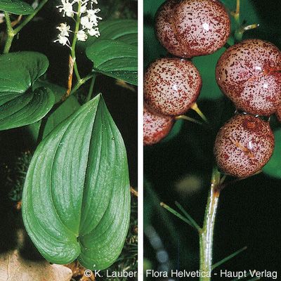Maianthemum bifolium (L.) F. W. Schmidt, © 2022, Konrad Lauber – Flora Helvetica – Haupt Verlag