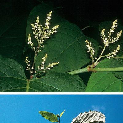 Reynoutria sachalinensis (F. Schmidt) Nakai, © 2022, Konrad Lauber – Flora Helvetica – Haupt Verlag
