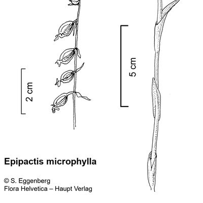 Epipactis microphylla (Ehrh.) Sw., 2 December 2022, © 2022, Stefan Eggenberg – Flora Vegetativa - Haupt Verlag