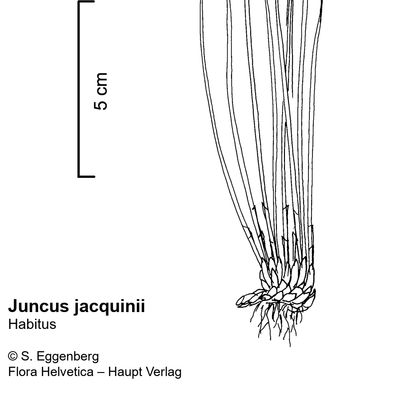 Juncus jacquinii L., © 2022, Stefan Eggenberg – Flora Vegetativa - Haupt Verlag