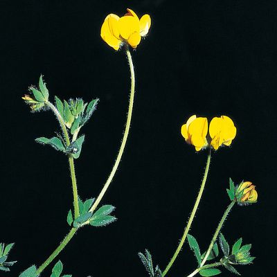Lotus corniculatus L., © 2022, Konrad Lauber – Flora Helvetica – Haupt Verlag