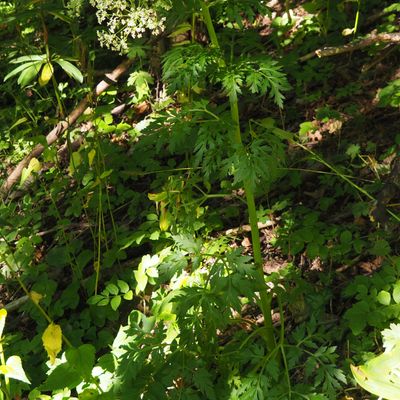 Pleurospermum austriacum (L.) Hoffm., 9 July 2022, © Copyright 2022 Michael Jutzi
 – Gabi, Simplon VS