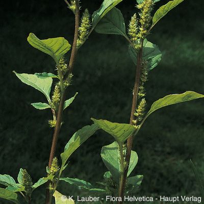 Amaranthus bouchonii Thell., © 2022, Konrad Lauber – Flora Helvetica – Haupt Verlag