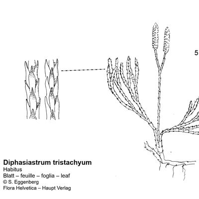 Diphasiastrum tristachyum (Pursh) Holub, © 2022, Stefan Eggenberg – Flora Vegetativa - Haupt Verlag